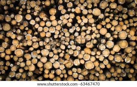 Log Pile showing Cut ends