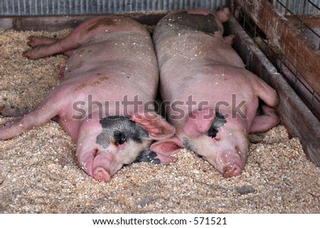 stock-photo-two-pigs-back-to-back-571521.jpg