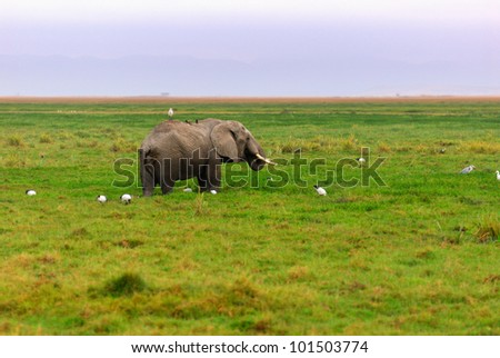 Adult African elephant in the swamp, Kenya, Amboseli national park