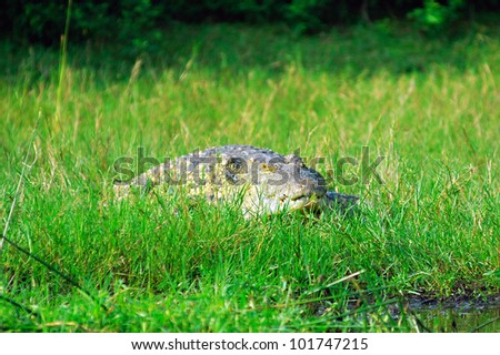 Nile crocodile in green grass rests on the shore of Victoria Nile river, Uganda