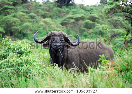Cape race buffalo in Ngorongoro conservation area, Tanzania
