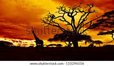 african sunset silhouettes