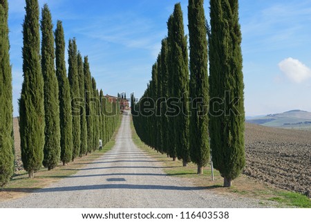 Idyllic Tuscan landscape with dirt road and cypress near Pienza, Vall d\'Orcia Italy, Europe