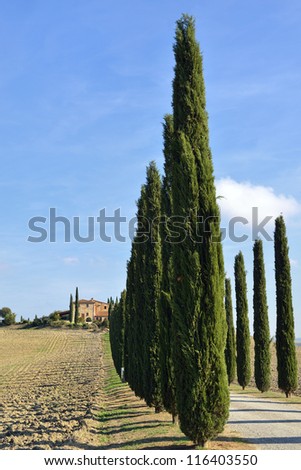 Idyllic Tuscan landscape with dirt road and cypress near Pienza, Vall d\'Orcia Italy, Europe