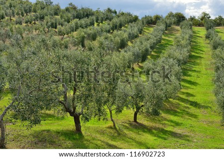 Idyllic Tuscan rural  landscape  with olives trees, Vall d\'Orcia Italy, Europe.