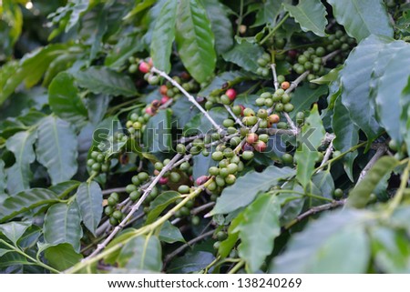 Coffee beans ripening on tree. Mauritius island