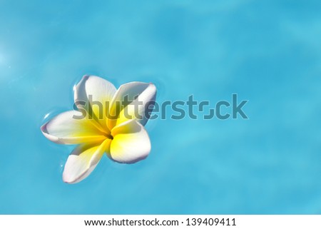Frangipani flower on the blue water, concept for tropical vacation, relax and spa