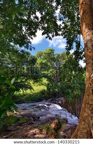 Jungle of Mauritius island. Tropical plants and river
