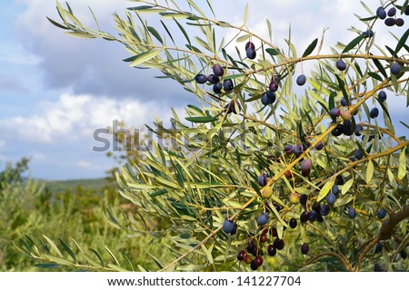 Olives branch, Tuscan, Vall d\'Orcia Italy, Europe.