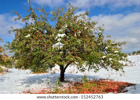 An apple green tree with a lot of apples in snow on bright sunny day, Turkey