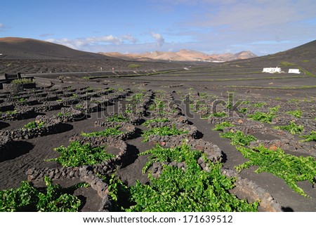 Lanzarote La Geria vineyard on black volcanic soil in Canary Islands