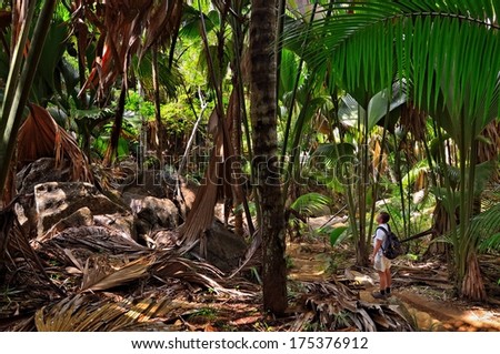 A tropical forest. Tourist stands on a path in the jungle