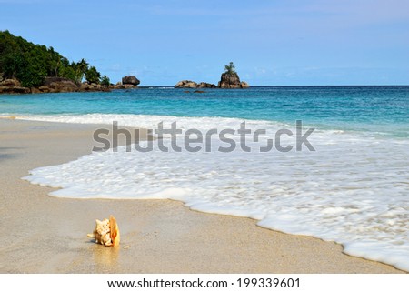 Beaches on Seychelles islands, Mahe, Anse Soleil. Big orange shell in the surf at early morning time