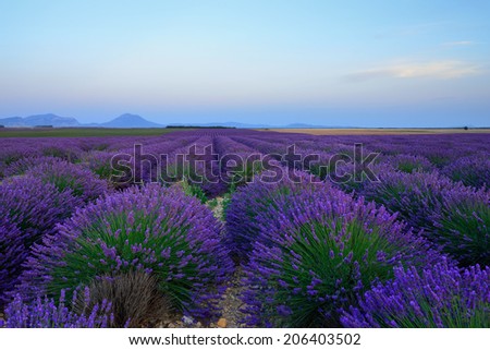 Stunning landscape with lavender field at sunset. Plateau of Valensole, Provence, France