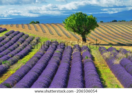 Stunning landscape with lavender field and big treet. Plateau of Valensole, Provence, France