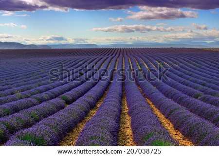 Stunning landscape with lavender field at evening. Plateau of Valensole, Provence, France. Filtered image