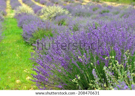 Lavender flowers. Bunch of scented flowers in the lavanda fields of the French Provence. Berger des Abeilles