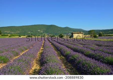 Stunning landscape with lavender field at sunset time. Plateau of Sault, Provence, France