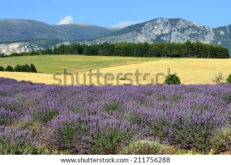Stunning landscape with  field  at evening. Plateau of Valensole, Provence, France