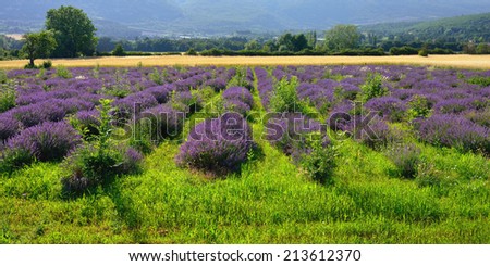 Stunning landscape with lavender field at sunset. Plateau of Sault, Provence, France