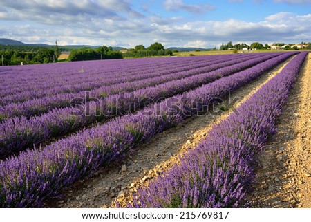 Stunning landscape with lavender field at evening. Plateau of Sault, Provence, France