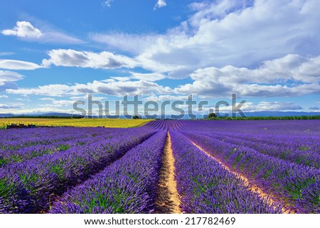 Stunning landscape with lavender field. Plateau of Valensole, Provence, France