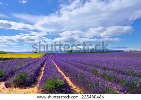Stunning landscape with lavender field at evening. Plateau of Valensole, Provence, France