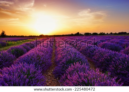 Stunning landscape with lavender field at sunset. Plateau of Valensole, Provence, France