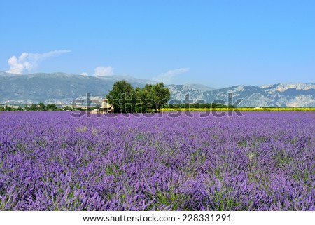 Stunning landscape with lavender field with old farmhouse. Plateau of Valensole, Provence, France