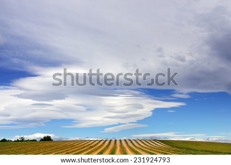 The skyscape during Mistral blows above a mowed  fields of lavender. Is a strong, cold and northwesterly wind that blows from southern France into the Gulf of Lion in the northern Mediterranean