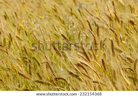 Field of ripe wheat, natural background. Provence, France