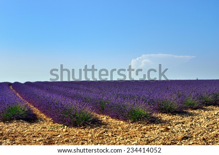 Stunning landscape with lavender field. Plateau of Valensole, Provence, France