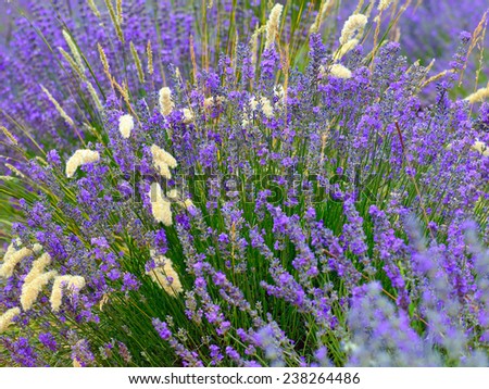 Lavender flowers natural background. Plateau of Sault, Provence, France. Small depht of field