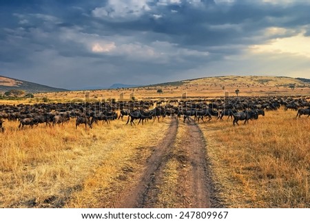 Antelopes wildebeest crossing the road. Great migration. Kenya