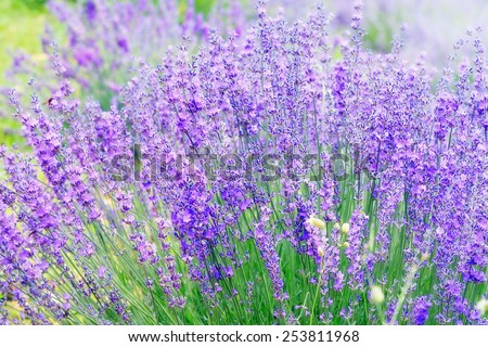 Closeup on beautiful gentle lavender flower on blurry purple background, soft focus, violet wildflower, summer time nature.  France, Provence
