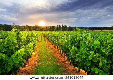 Vineyards in Vaucluse at twilight time, Provence, France