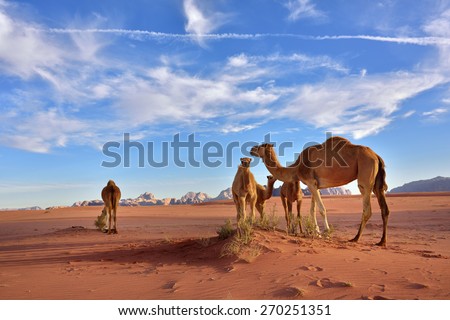 Landscape with a camels family in Wadi Rum desert at sunset, Jordan