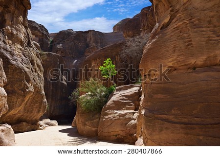 Green tree under bright sunbeam in Siq gorge.  Way to the lost rock city Petra, Jordan. UNESCO world heritage site
