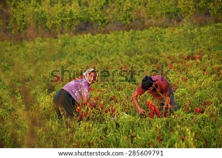 TURKEY - NOV 9, 2009: Farmers - old woman and young man harvest of red pepper in field at sunset time. Turkey is one of the leading agricultural countries in the Middle East