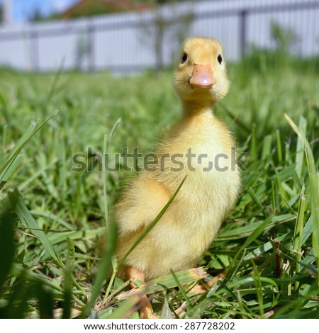 Little cute duckling in green grass at a farm. Look in camera