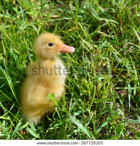 Little cute duckling in green grass at a farm. View from above