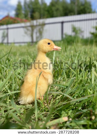 Little cute duckling in green grass at a farm