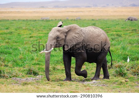 African elephant  in the swamp in Amboseli national park, Kenya