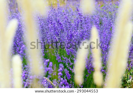 Closeup on beautiful gentle lavender flower on blurry purple background, soft focus, violet wildflower, summer time nature.  France, Provence. Small depth of field