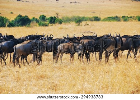 Wildebeest antelopes in the savannah Masai Mara, Kenya during the Great migration