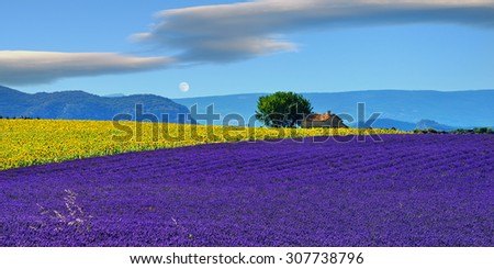 Stunning rural landscape with lavender field, sunflower field and old farmhouse on background at evening time. Plateau of Valensole, Provence, France