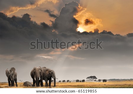 African sunset with elephants