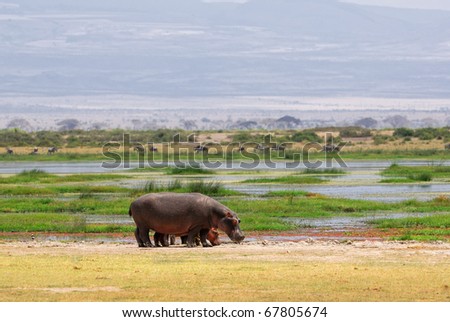 Hippo Swamp