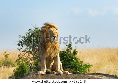 Lonely Lion