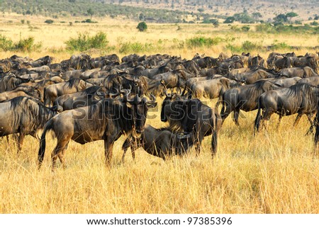Great migration of antelopes wildebeest, Masai Mara, Kenya